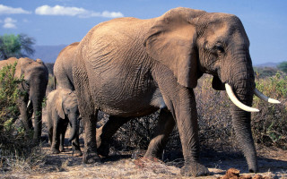 Elephants drygrass trees bushes tusks - a herd of elephants free wallpaper