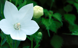 White flower green background fairy - a green center free wallpaper