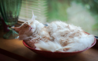 Cat sleeping bowl window vase - soft focus free wallpaper