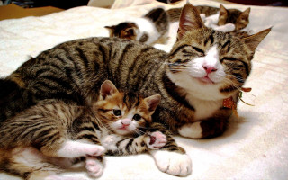 Cats bed puzzle kawaii shiba - a cat free wallpaper