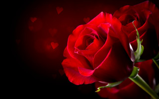 Red rose hearts romanticism digital - a red light in the background free wallpaper