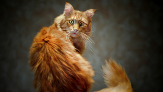 Fuzzy coat cat serious shock - art free wallpaper