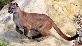 Mountain lion running rock forest - fullbody free wallpaper