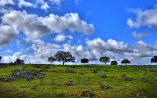 Grassy field trees rocks cloudy - a grassy field free wallpaper