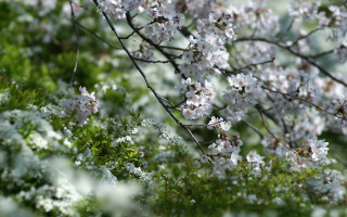 White flower bokeh macro spring - shallow free wallpaper for desktop