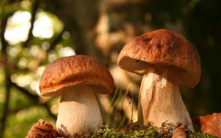 Mushrooms mossy woods sunlight macro - two mushroom free wallpaper