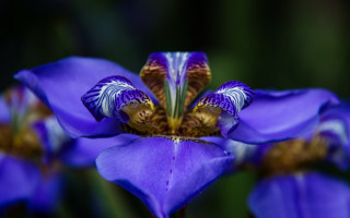 Purple flower yellow center white 2 - a purple flower free wallpaper