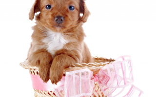 Puppy basket pink ribbon cute - a cross stitch free wallpaper