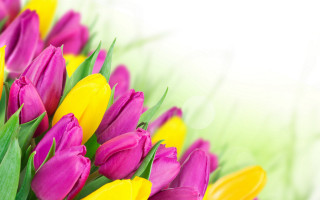 Flowers bokeh pink yellow rose - a white wall free wallpaper