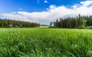 Field trees grass clouds sky - tree and grass free wallpaper
