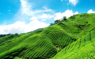 Lush green tea hillside blue - cui bai free wallpaper