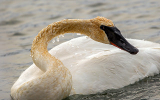 White swan black beak water - a white body free wallpaper