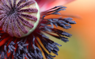 Flower closeup blurry background macro 12 - naturalism free wallpaper