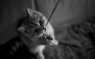 Cat surprised mono blurry depth - a string free wallpaper