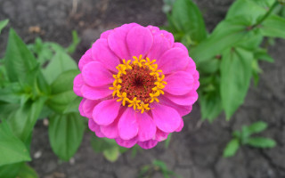 Pink flower yellow stamens garden 2 - betye saar free wallpaper