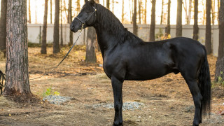 Black horse tied tree wooded - a black horse free wallpaper