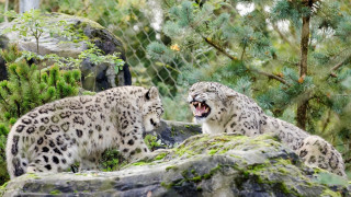 Snow leopards zoo forest rocks - sharp claw free wallpaper