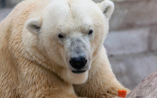 Polar bear rock eating carrot - a carrot free wallpaper