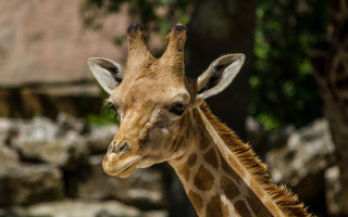 Giraffe tree zoo rocks blurry - rock and trees free wallpaper