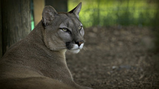 Mountain lion closeup blurry background - naturalism free wallpaper