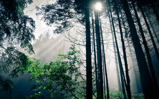 Forest sunshine fog bench tree - anamorphic free wallpaper