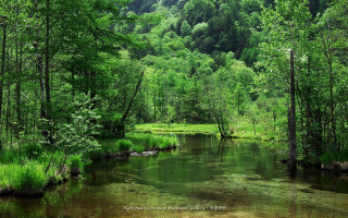 River forest green nature scenery - a forest in the background free wallpaper