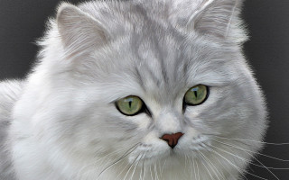 White cat green eyes photorealistic - a white cat free wallpaper