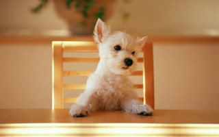 Small white dog wooden chair 4 - a wooden chair free wallpaper