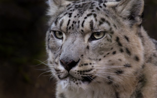 Snow leopard staring camera blurry 2 - a blurry background of trees and bushes free wallpaper