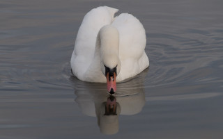 Swan reflection water nature puzzle - its reflection free wallpaper