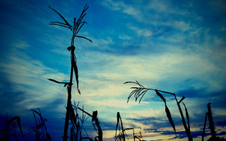 Blue sky clouds tall plant - thin free wallpaper