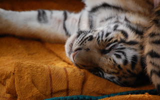 Tranquil cat laying blind puzzle - a blanket free wallpaper for desktop