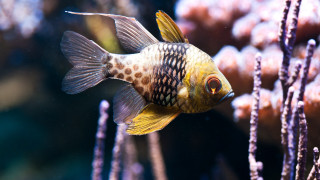 Lostfish holography blurry water plants - damien hirst free wallpaper