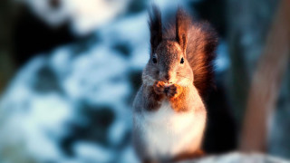 Squirrel eating tree branch winter - a squirrel free wallpaper