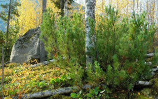 Small tree forest rocks autumn - arkhip kuindzhi free wallpaper