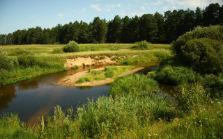 Lush green forest river sunny - river free wallpaper