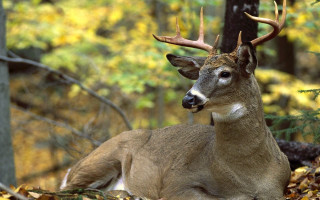 Deer lying down woods antlers - its head free wallpaper