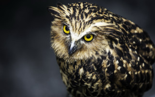 Bird yellow eyes blurry background 2 - a blurry background and a blurry background free wallpaper