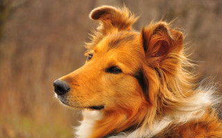 Dog long haired looking away - a blurry background of grass and trees free wallpaper
