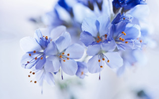 Blue flower bouquet floral background - a vase free wallpaper
