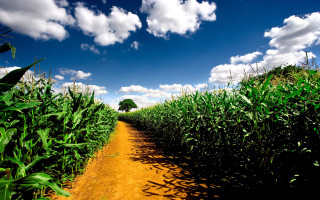 Dirt road cornfield trees sunny - a matte painting free wallpaper for desktop