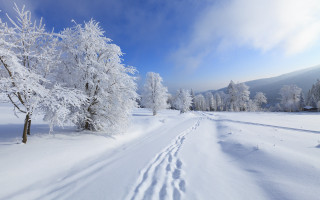 Snowy road tracks trees blue - naive free wallpaper