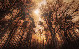 Forest sunshine clouds bare tree - a painting of a forest free wallpaper