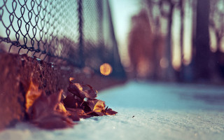 Fence leaves light winter blurry - winter free wallpaper for desktop