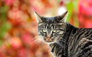 Cat green eyes flower leaves - the background and a blurry background of leaves free wallpaper