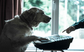 Dog chair person paw keyboard - les automatiste free wallpaper