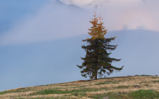 Lone tree grassy hill mountain - a lone tree free wallpaper