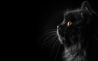 Black cat orange eyes looking 2 - the dark sky free wallpaper