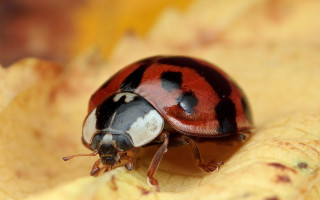 Ladybug yellowflower garden macro blurry - female free wallpaper