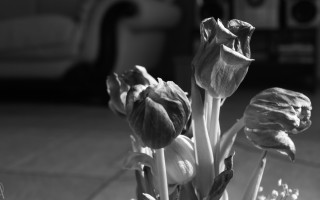 Flowers vase car stilllife blurry - brassaï free wallpaper
